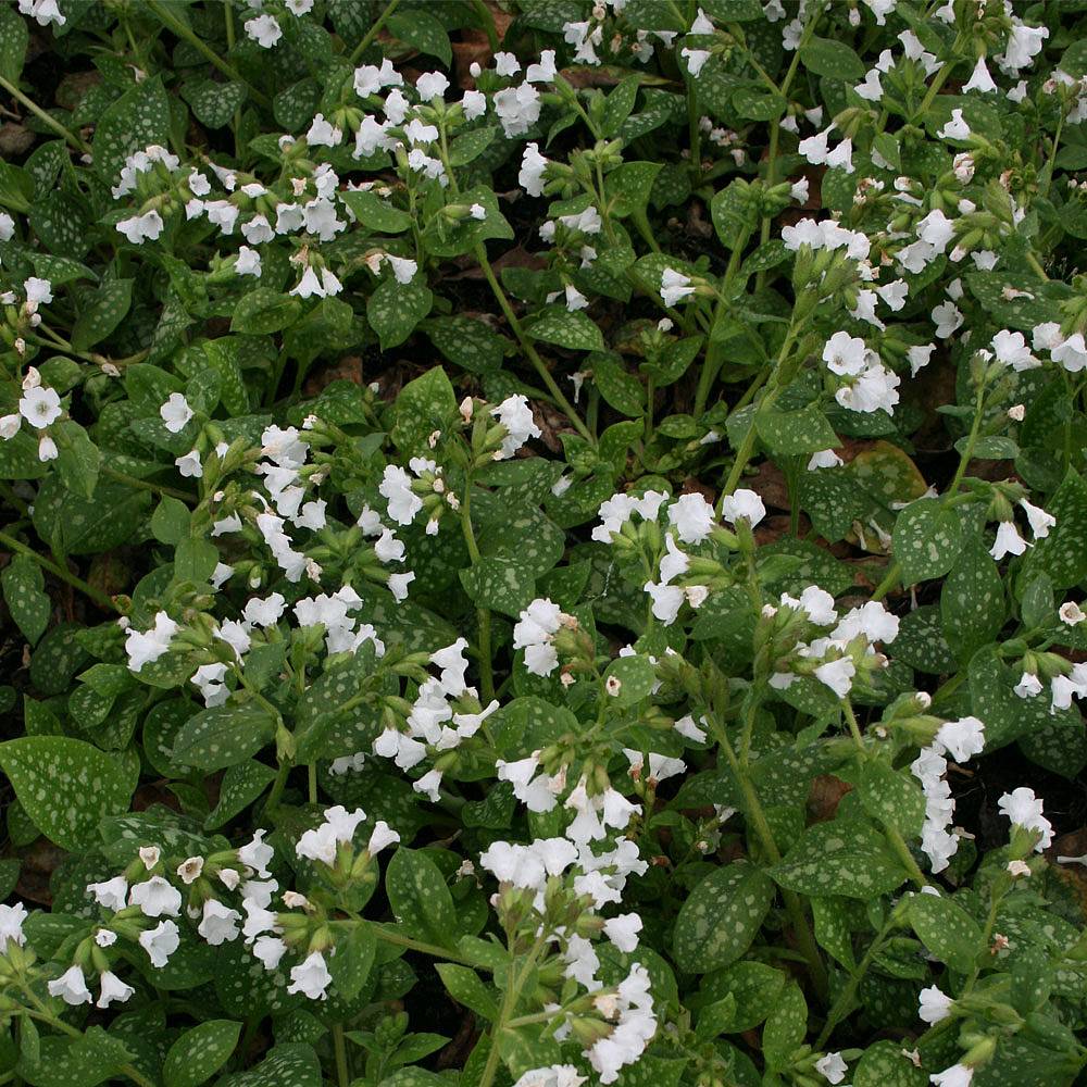 Pulmonaria officinalis 'Sissinghurst White'